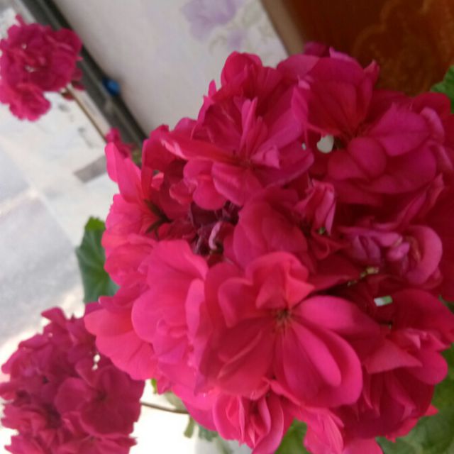 微腾花儿【蒙语,无歌词】