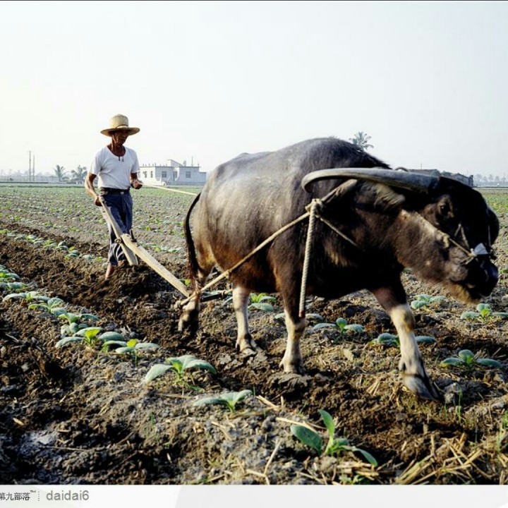 我那扶犁的爹呀灯影里的娘