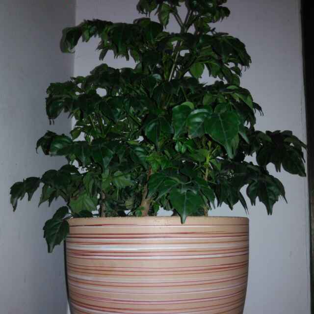 淮剧 杨淑英告状 丰君梅版【桢园主人制作】