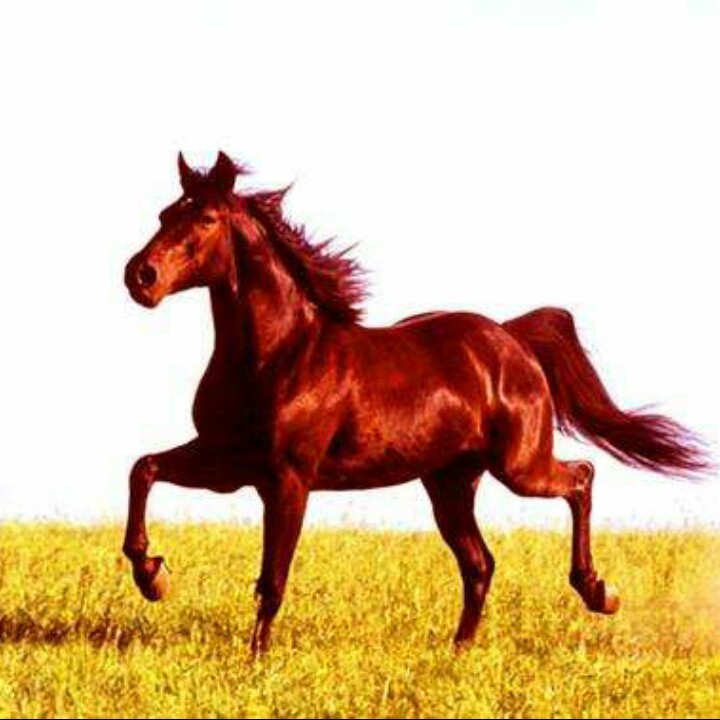 为爱流下伤心泪 - 赤马的梦 唱吧,玩音乐,就上唱吧!