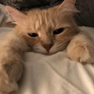 菠萝咒【无常版】