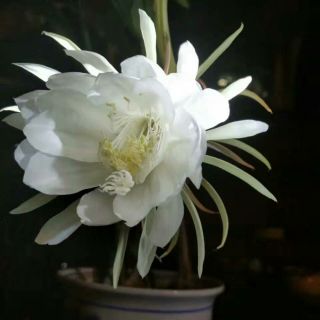 月亮代表我的心 - 宋秋秋836 唱吧,听见歌声遇见你