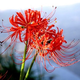 站着等你三千年