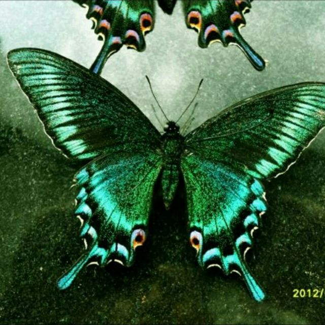 isabellae【hnltnh】