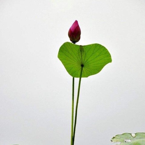 多余的温柔
