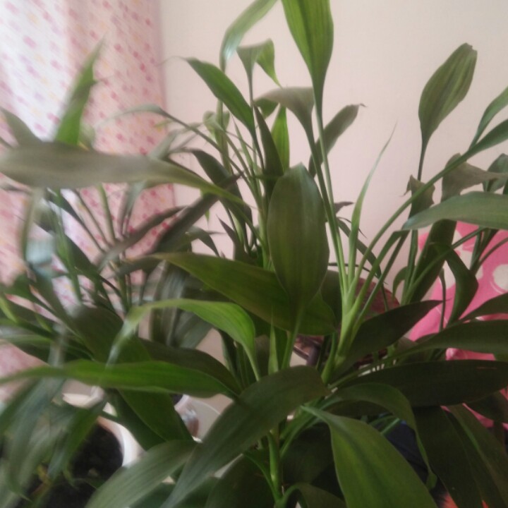 二人转正戏杨八郎探母上【原版】