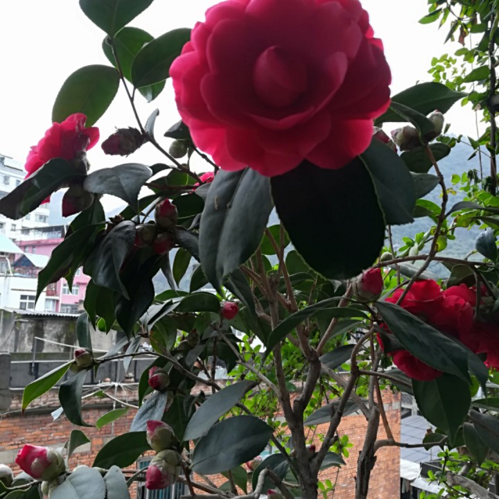 玛尼石 - 珍珍630612 唱吧,玩音乐,就上唱吧!