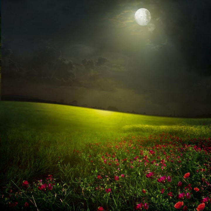 草原花月夜图片图片