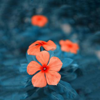 军中绿花 - 李贤坤■ 唱吧,听见歌声遇见你